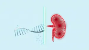 DNA double helix on left, translucent red kidney on right, divided by a glowing vertical line.